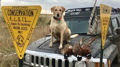 Dog sitting on hood of a truck.